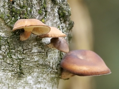Lentinus brumalis