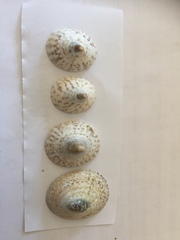 Testudinalia testudinalis