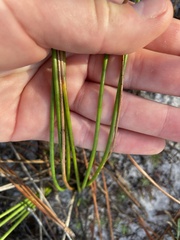 Juncus scirpoides