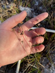 Juncus scirpoides