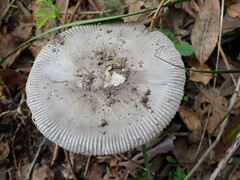 Amanita constricta