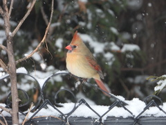 Cardinalis cardinalis