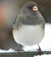 Junco hyemalis