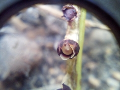 Pilostyles hamiltonii