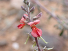 Indigofera sessilifolia