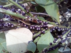 Pilostyles hamiltonii