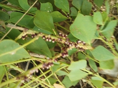 Pilostyles hamiltonii