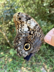 Caligo martia