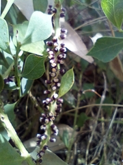 Pilostyles hamiltonii