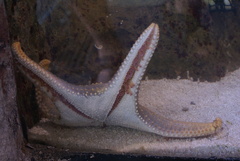 Fromia nodosa