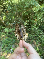Caligo martia