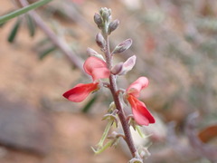 Indigofera sessilifolia