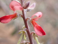 Indigofera sessilifolia