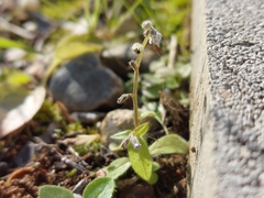 Myosotis ramosissima