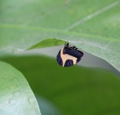 Membracis trimaculata