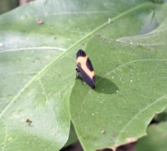 Membracis trimaculata