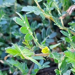 Tribulus terrestris