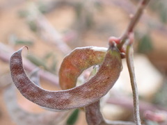 Indigofera sessilifolia