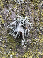 Ramalina fraxinea