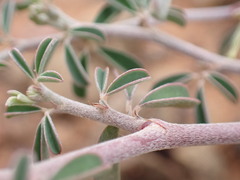 Indigofera sessilifolia