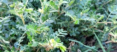 Tribulus terrestris