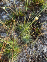 Syngonanthus flavidulus