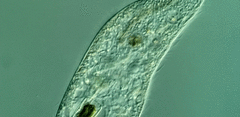 Loxodes striatus