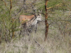 Tragelaphus oryx pattersonianus