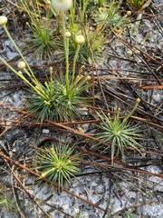 Syngonanthus flavidulus