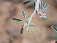Indigofera sessilifolia