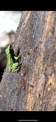 Pristimantis zeuctotylus