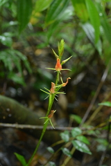 Cryptostylis arachnites