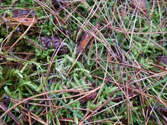 Plagiothecium undulatum