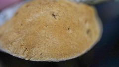 Phylloporia amplectens