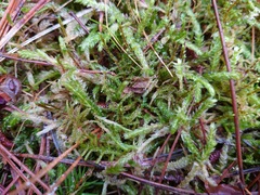 Plagiothecium undulatum