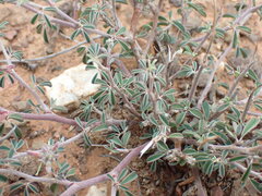 Indigofera sessilifolia