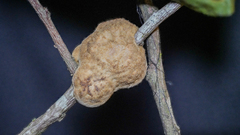 Phylloporia amplectens