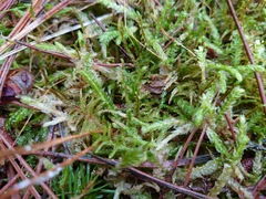 Plagiothecium undulatum