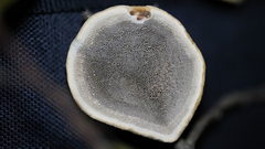 Phylloporia amplectens