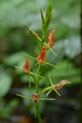 Cryptostylis arachnites