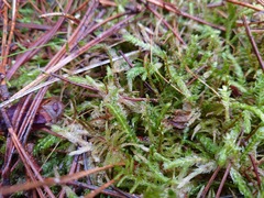 Plagiothecium undulatum