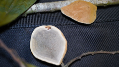 Phylloporia amplectens