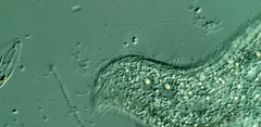 Loxodes striatus