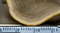 Phylloporia amplectens