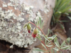 Hermannia gracilis
