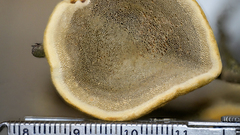 Phylloporia amplectens