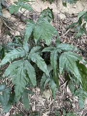 Tectaria subtriphylla