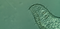 Loxodes striatus