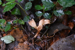 Gastrodia albida