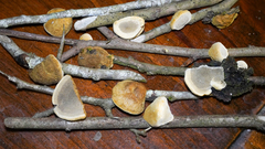 Phylloporia amplectens